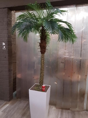 Tropical palm single stem