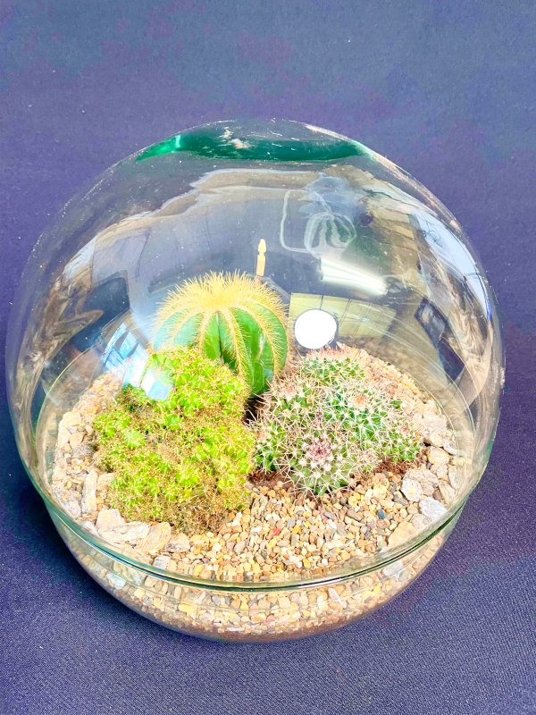 Beautiful selection of Desert Style Cacti