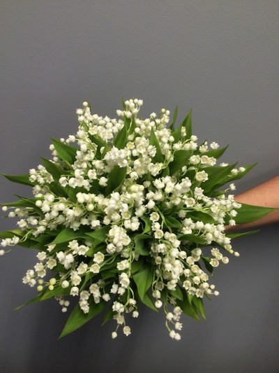 Lily Of The Valley