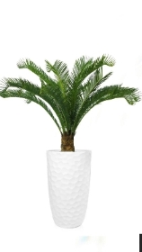 Potted cycas