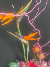 Stunning floral art in a black container,mums favorite!