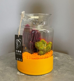 Beautiful selection of Desert Style Cacti