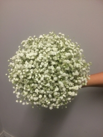 Gypsophila Bouquet