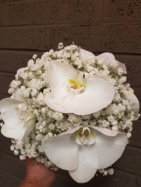 Pure Classic White Orchid