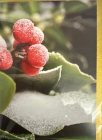 Snow holly Christmas card